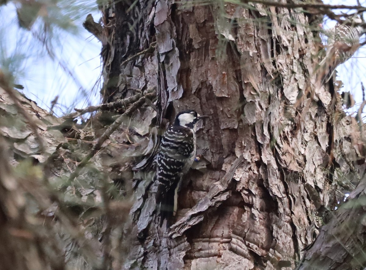 Red-cockaded Woodpecker - ML548905361