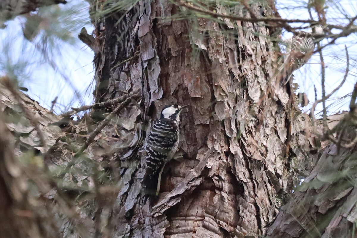 Red-cockaded Woodpecker - ML548905371