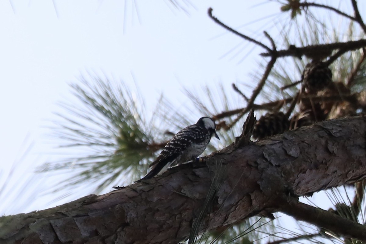 Red-cockaded Woodpecker - ML548905381
