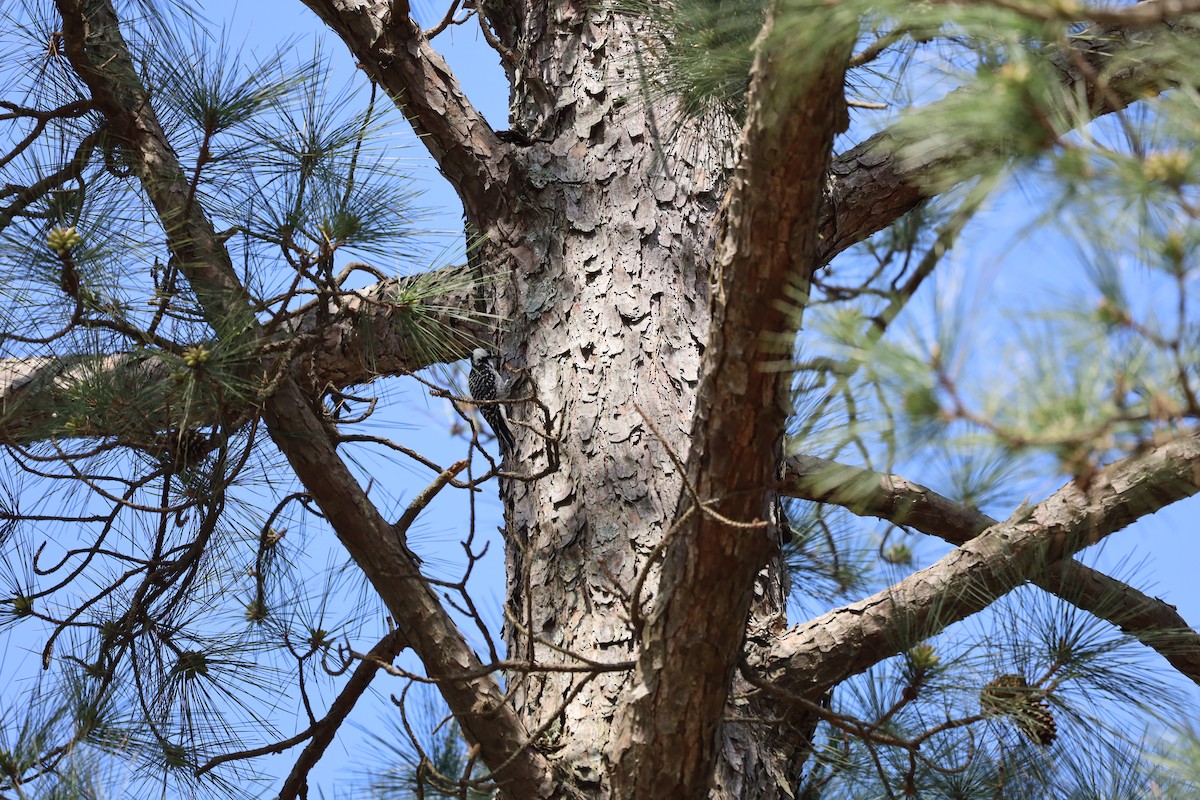 Red-cockaded Woodpecker - ML548905481