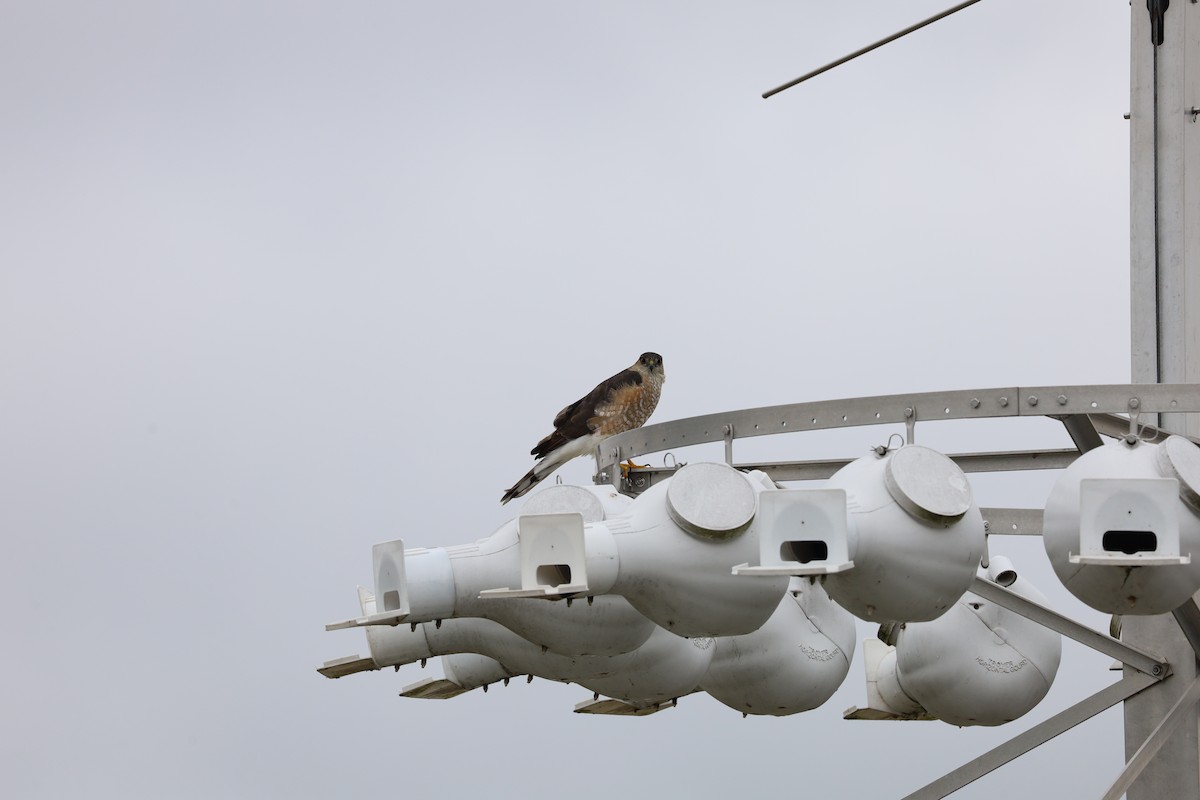 Sharp-shinned Hawk - Nolan Kerr