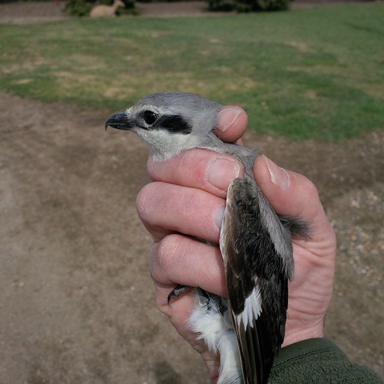 Northern Shrike - ML54890561