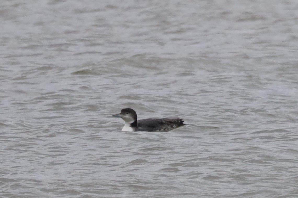 Common Loon - Nolan Kerr