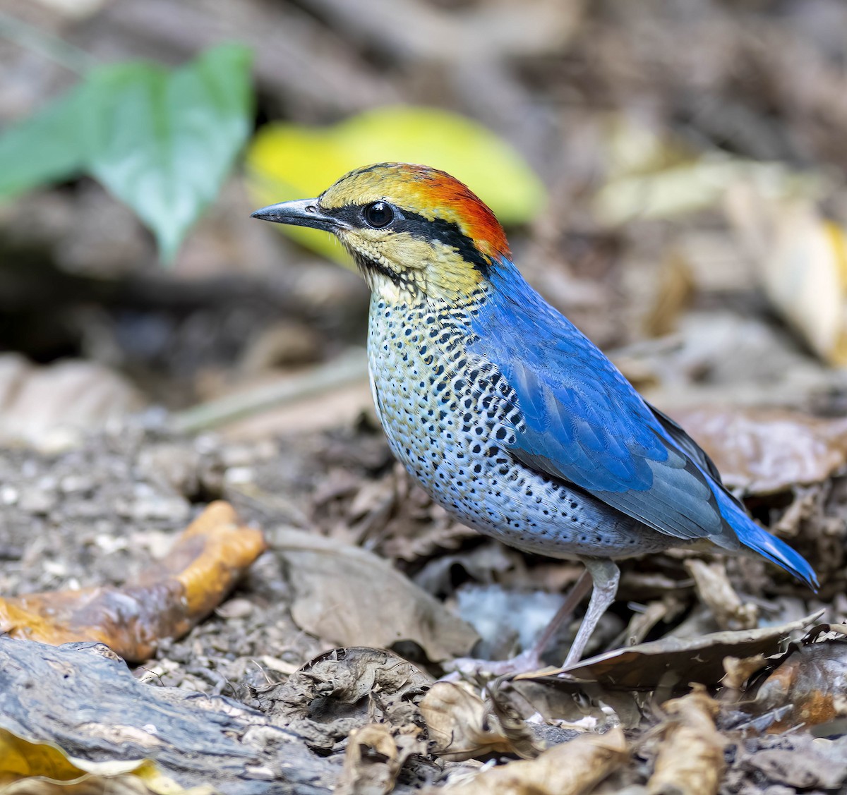 Blue Pitta - William Richards