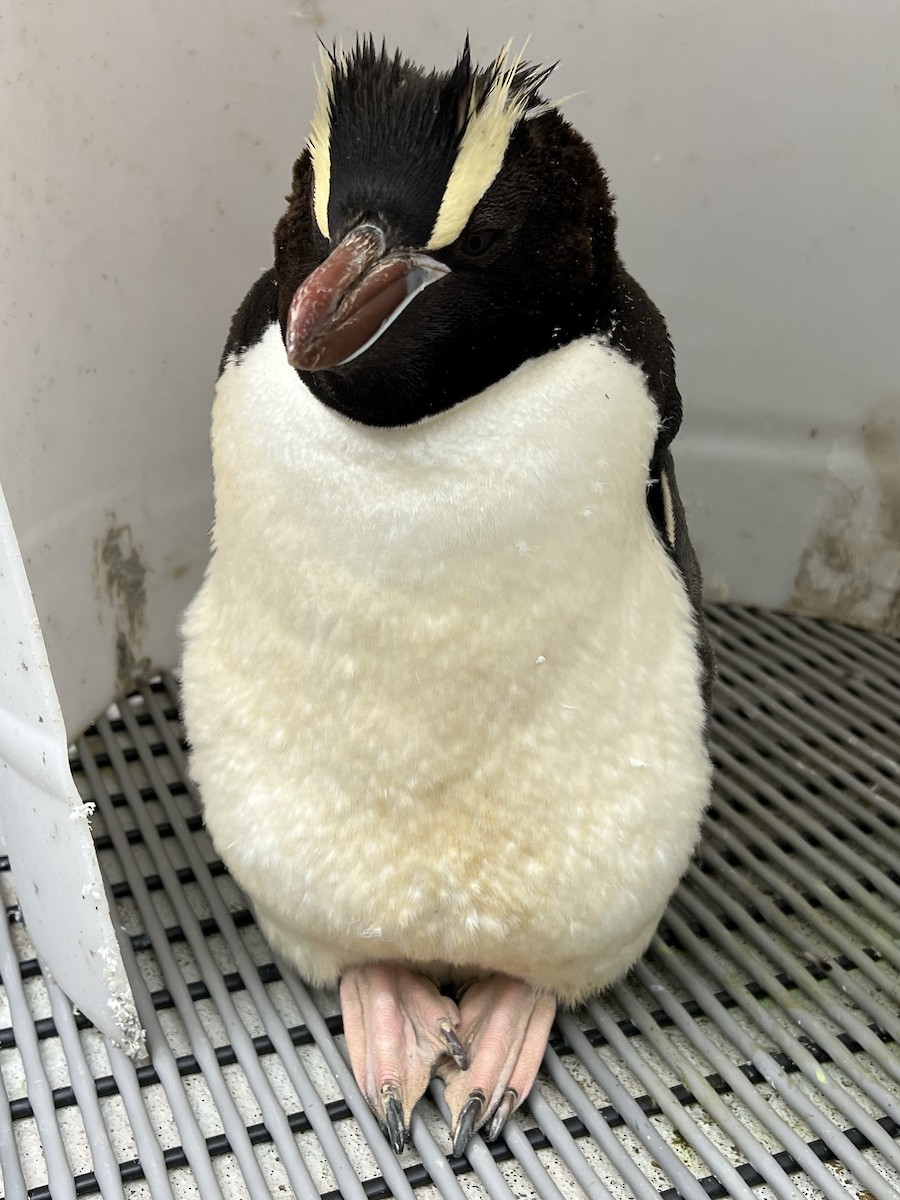 Erect-crested Penguin - ML548906111