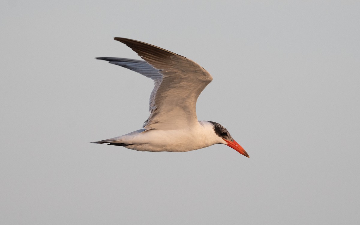 Caspian Tern - ML548906541