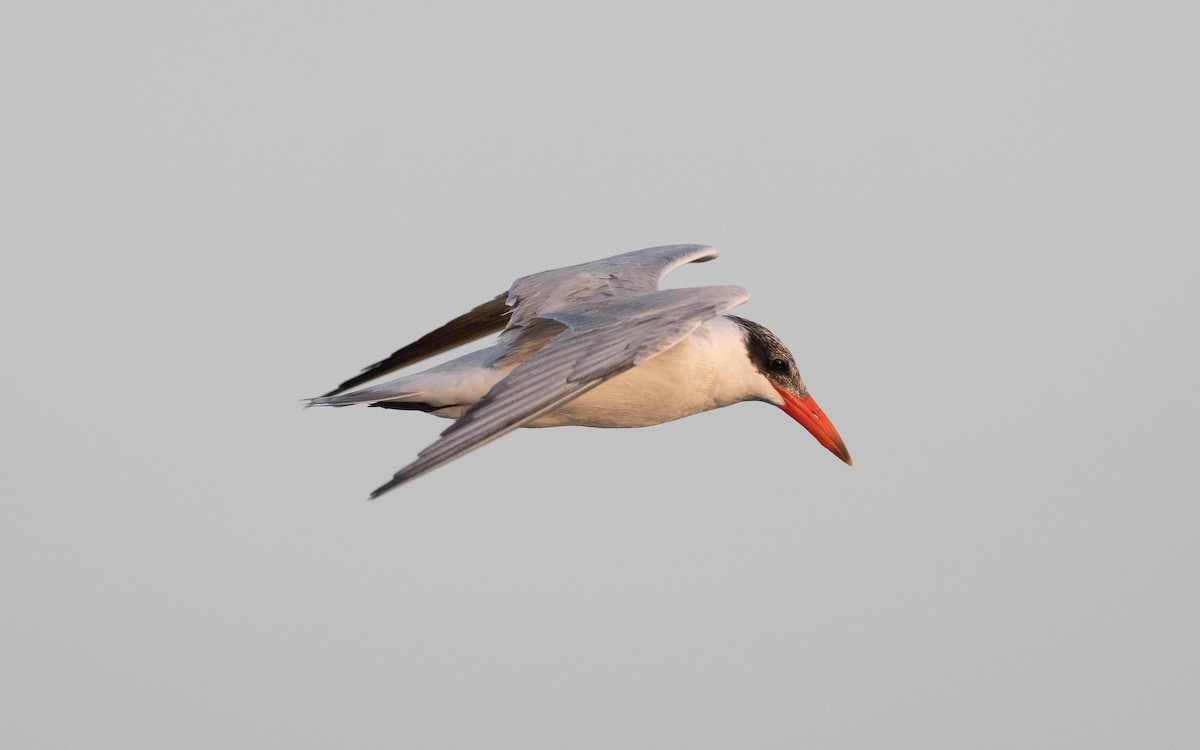 Caspian Tern - ML548906551