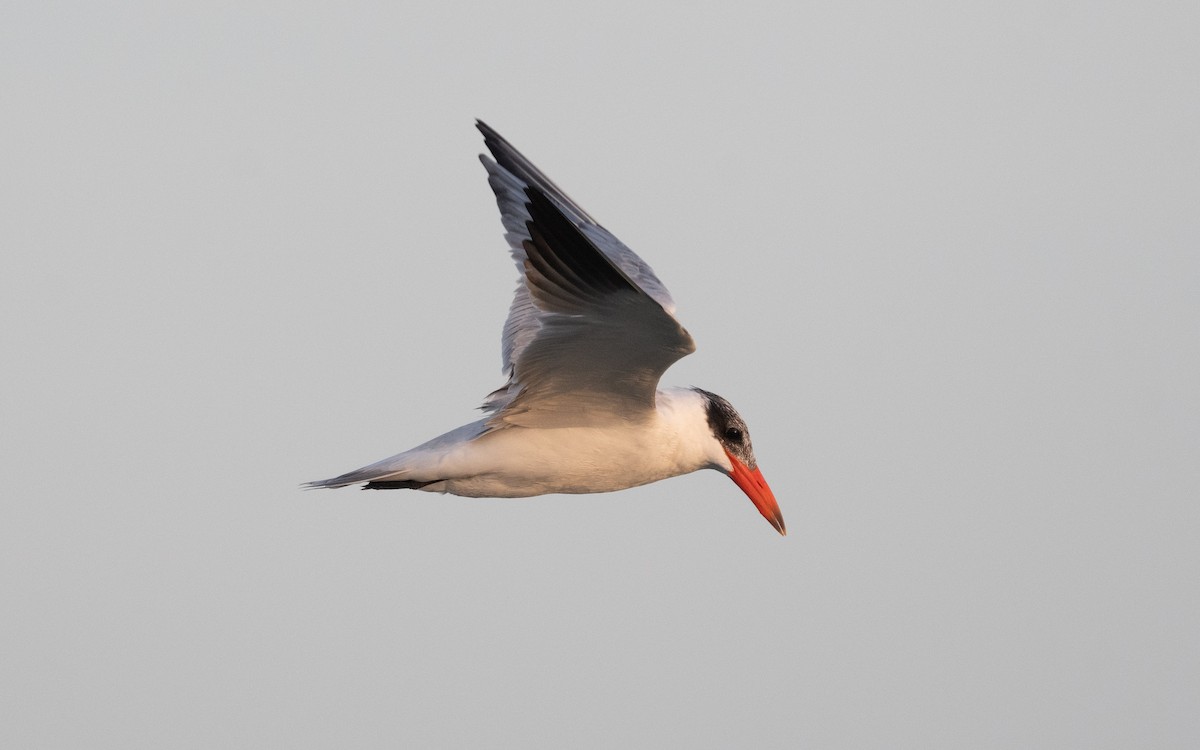 Caspian Tern - ML548906561