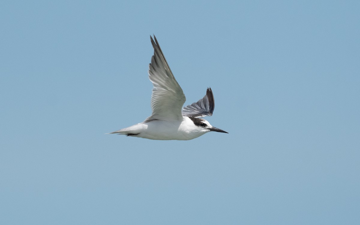 Little Tern - ML548907031