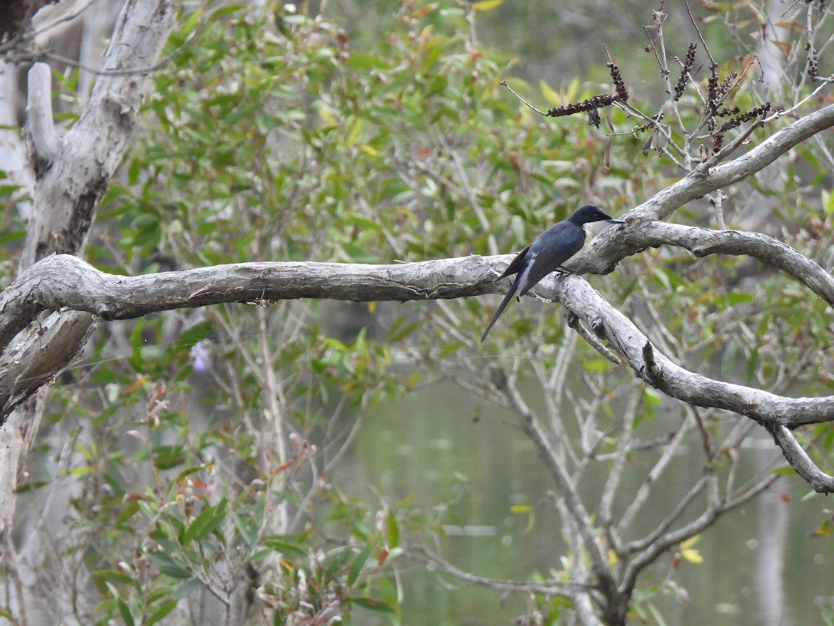 Restless Flycatcher - ML548907441