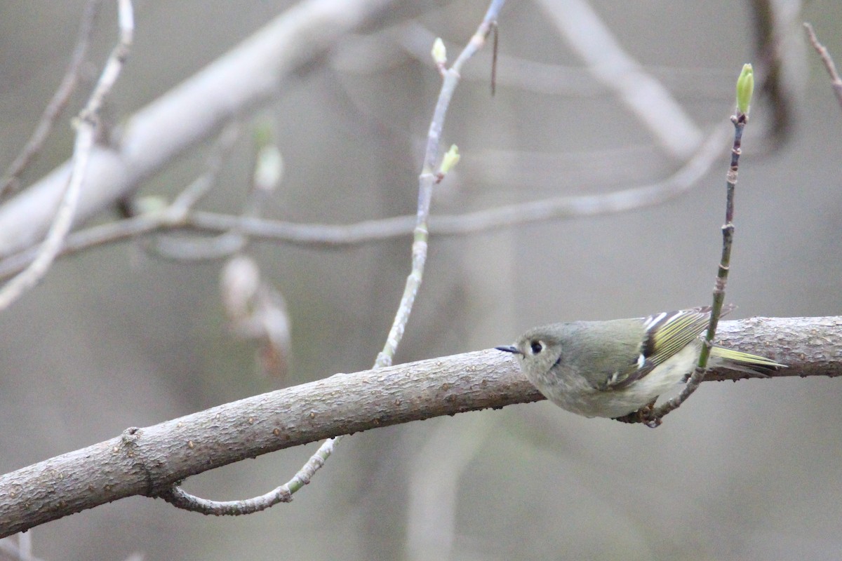 Ruby-crowned Kinglet - ML54890791