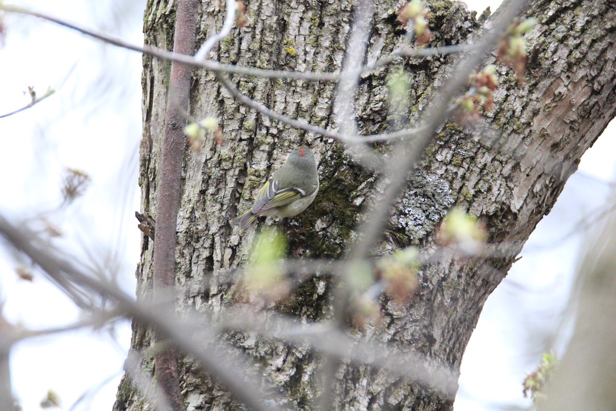 Ruby-crowned Kinglet - ML54890801