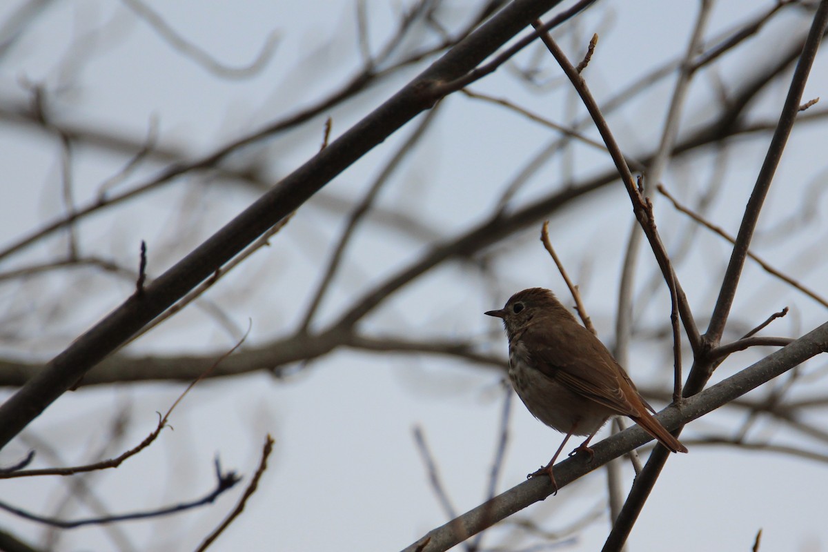 Hermit Thrush - ML54890831