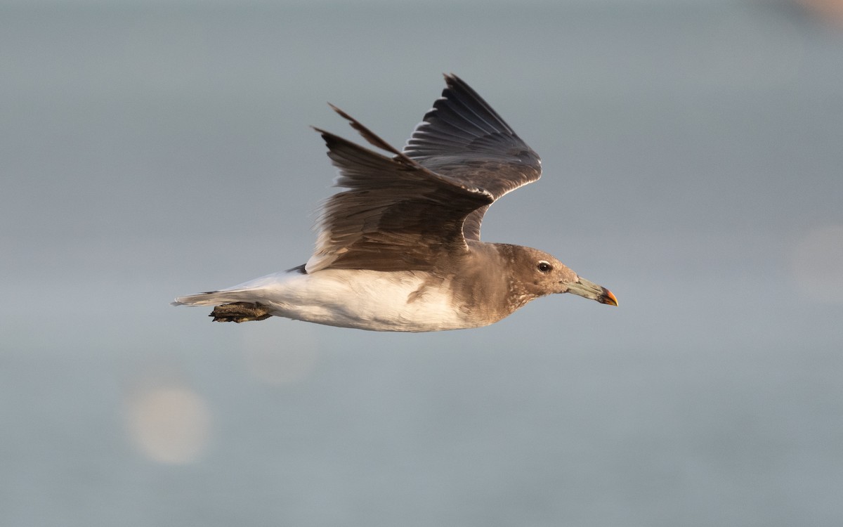 Sooty Gull - ML548908951