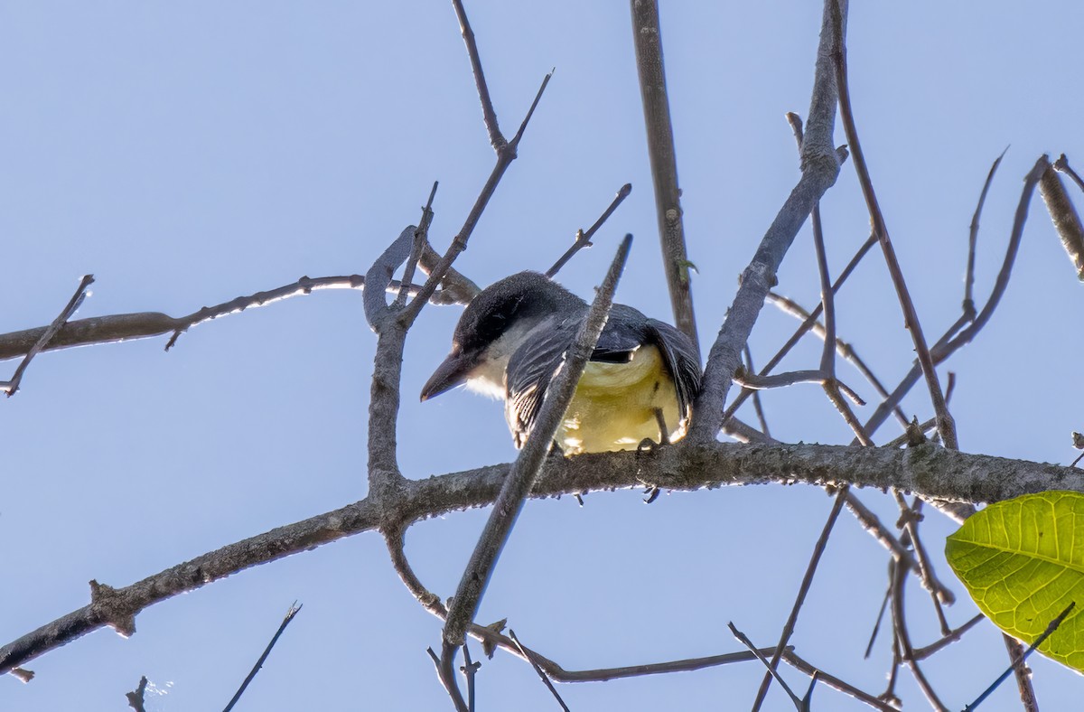 Thick-billed Kingbird - ML548909471