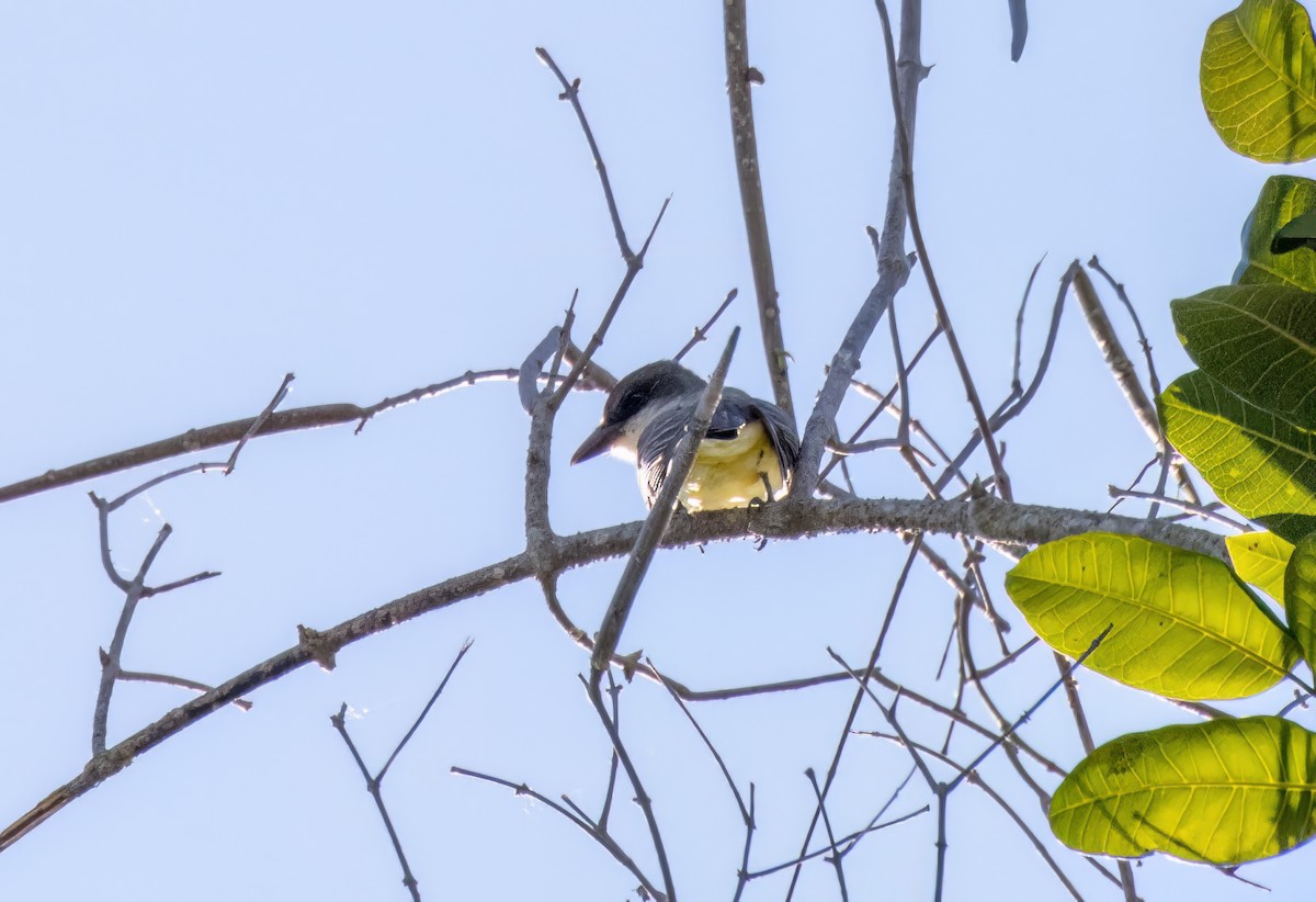 Thick-billed Kingbird - ML548909481