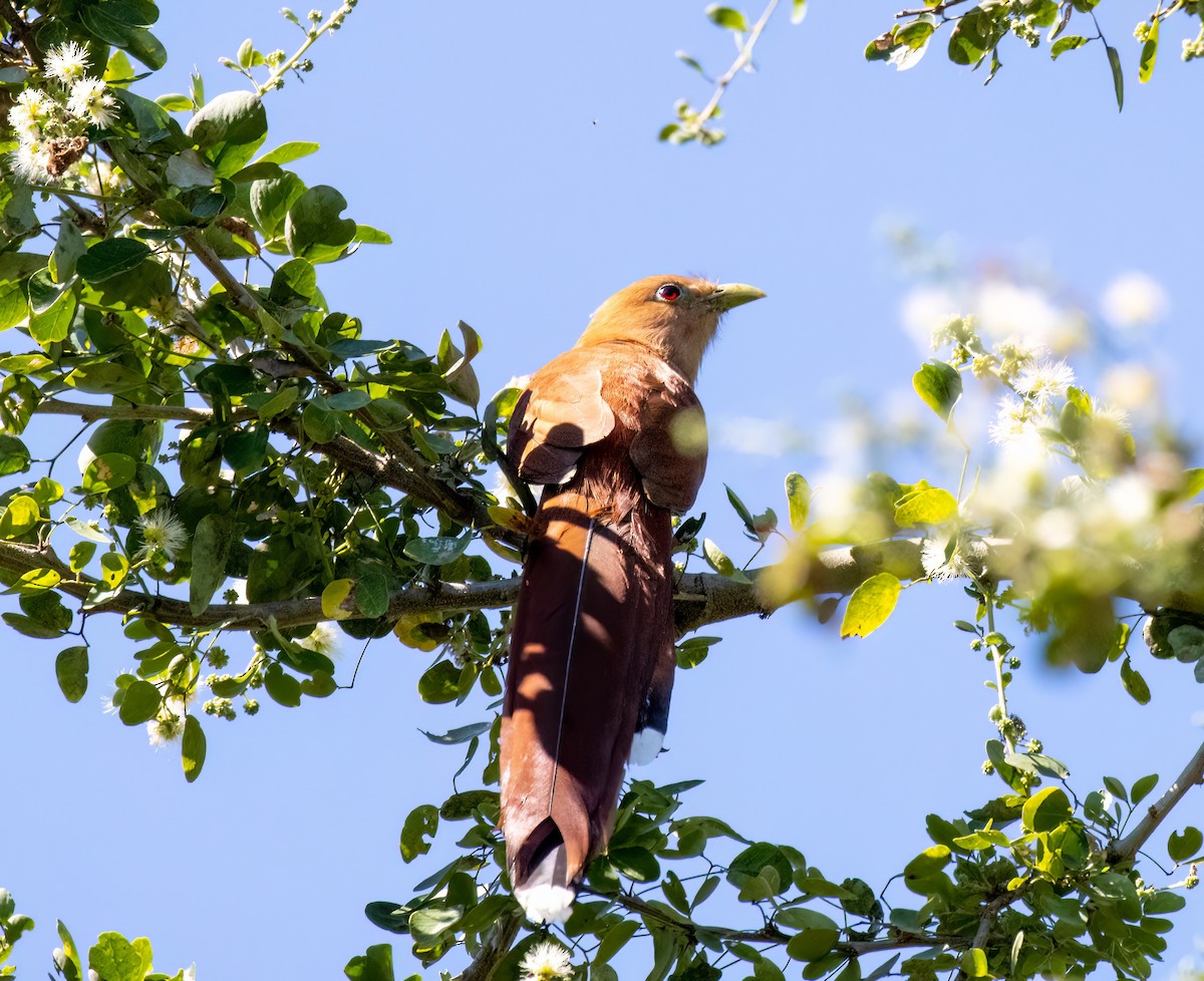 Squirrel Cuckoo - ML548909671