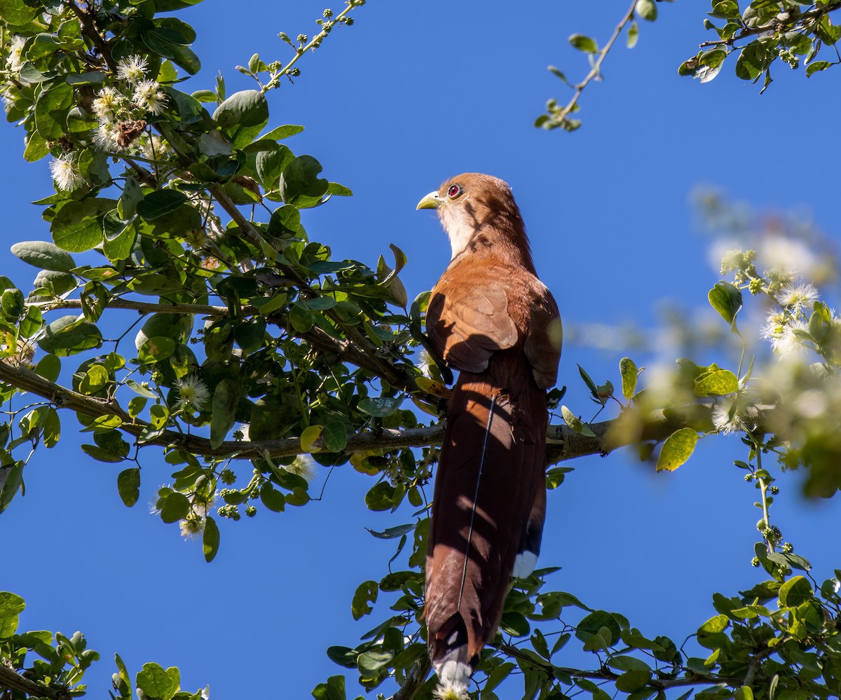 Squirrel Cuckoo - ML548909741