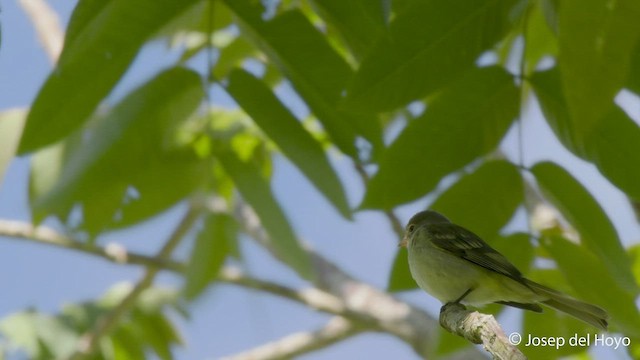 Mountain Elaenia - ML548909881