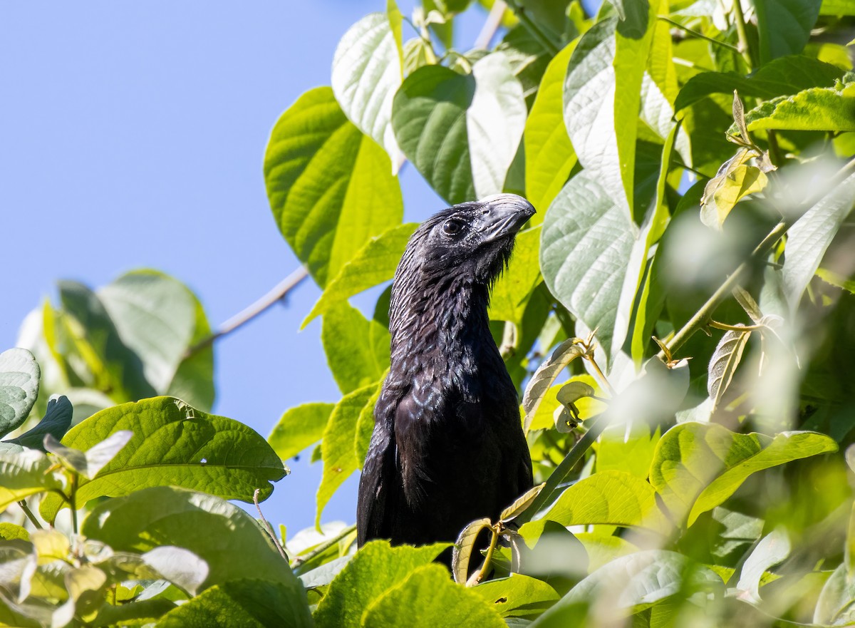 Groove-billed Ani - ML548910011