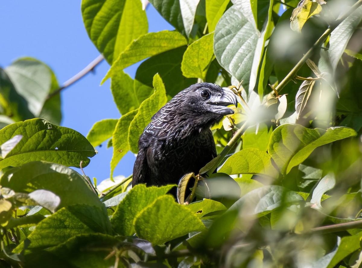 Groove-billed Ani - ML548910021