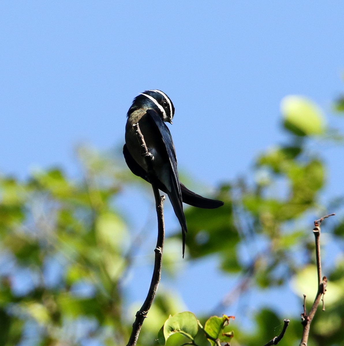 Whiskered Treeswift - ML548910811