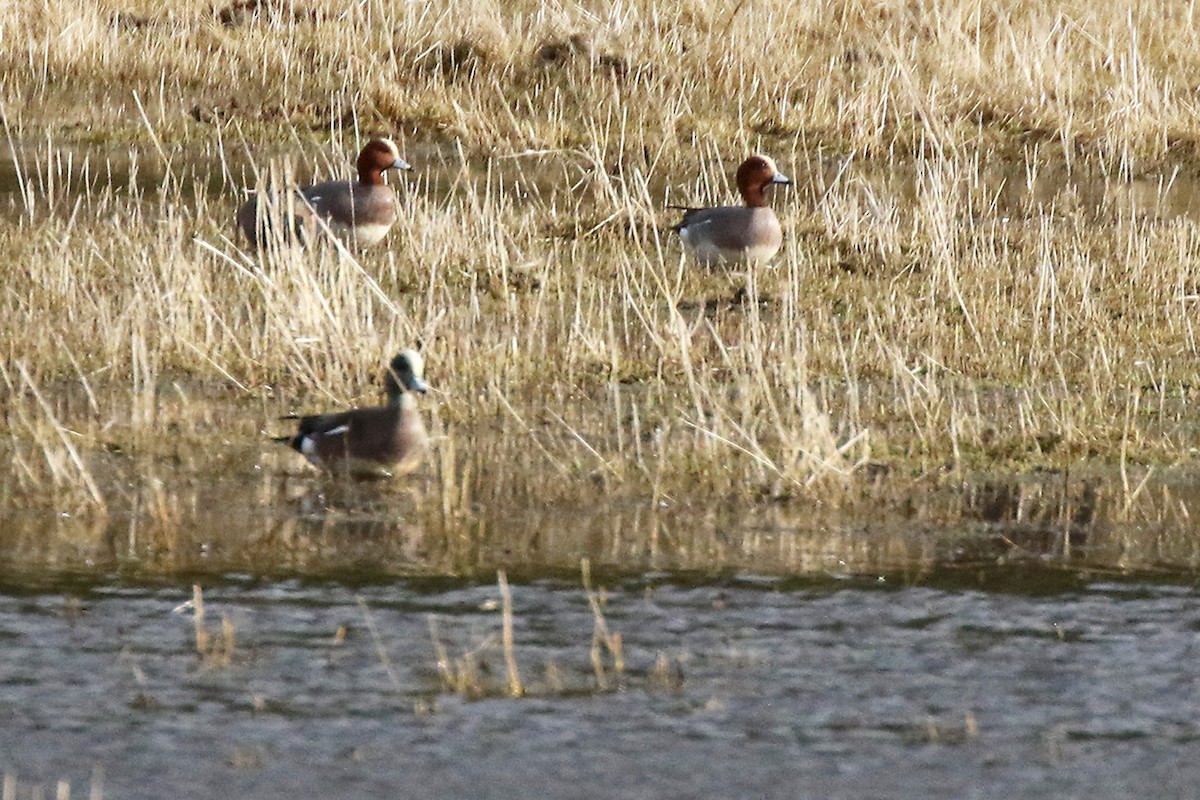 Eurasian Wigeon - ML548911011