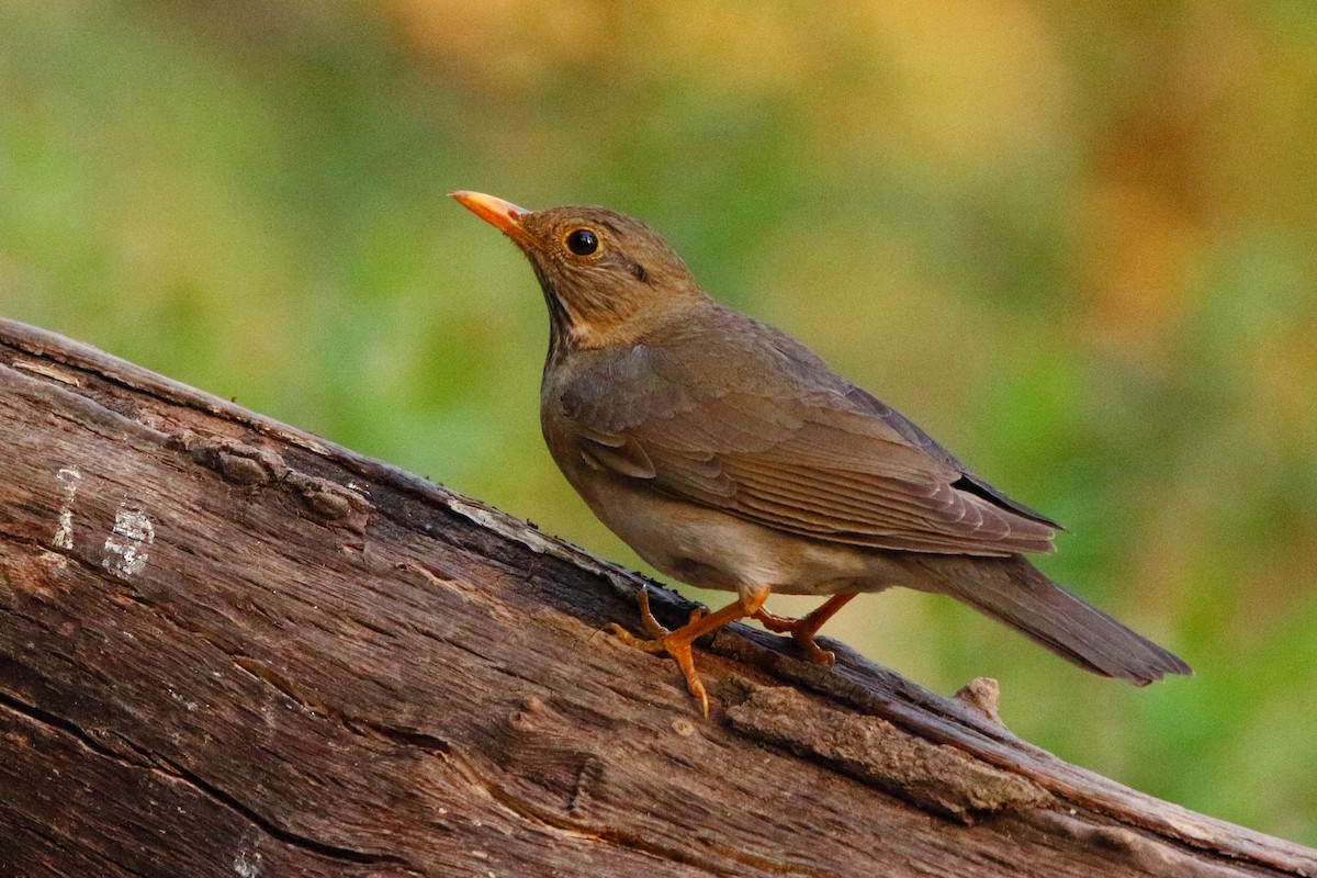 Tickell's Thrush - ML548912151