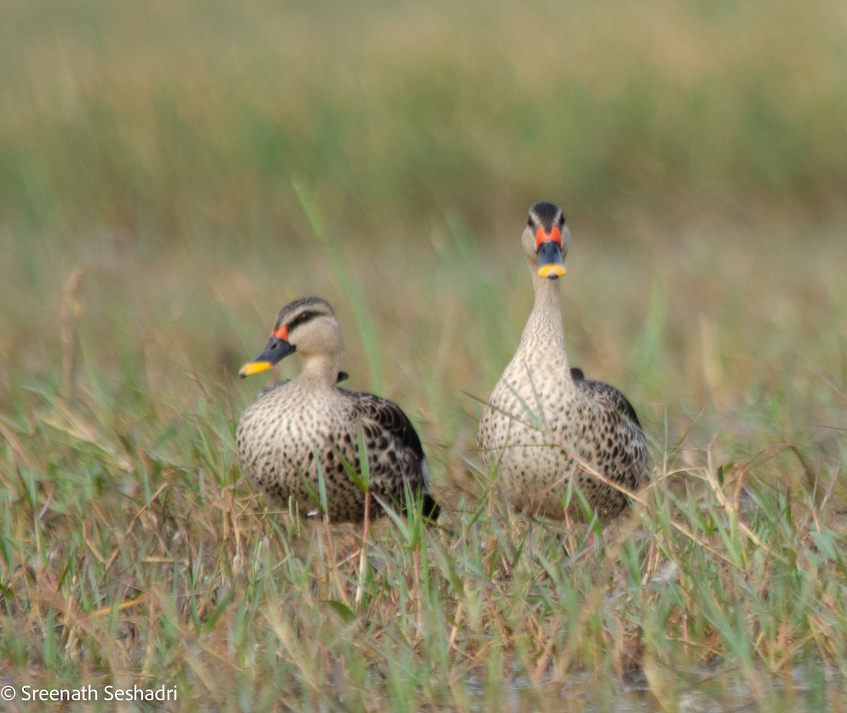 Indian Spot-billed Duck - ML548913121