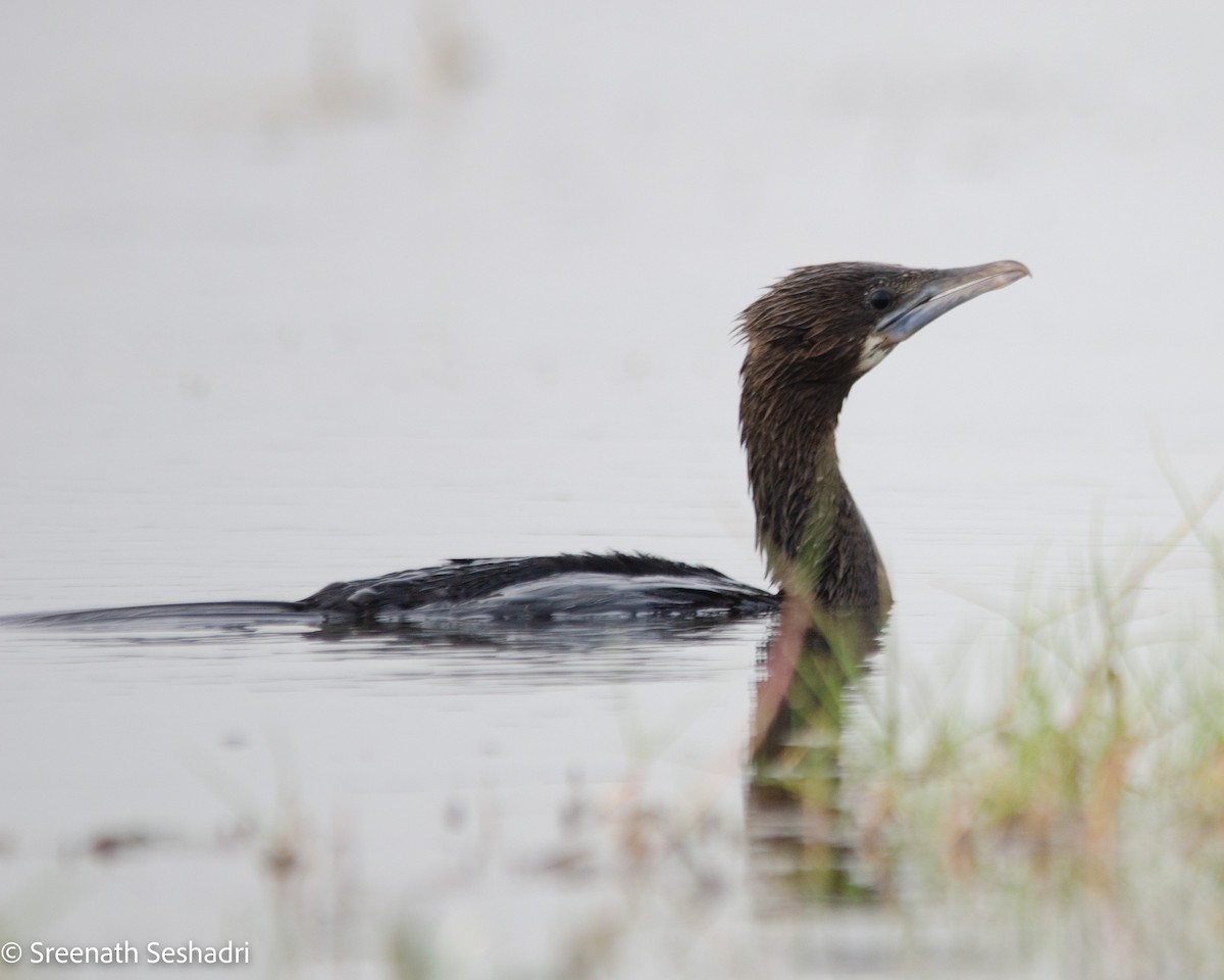 Little/Indian Cormorant - Sreenath Seshadri