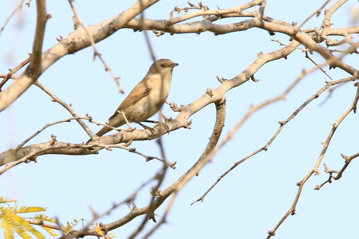 Lesser Whitethroat (Desert) - ML548913521