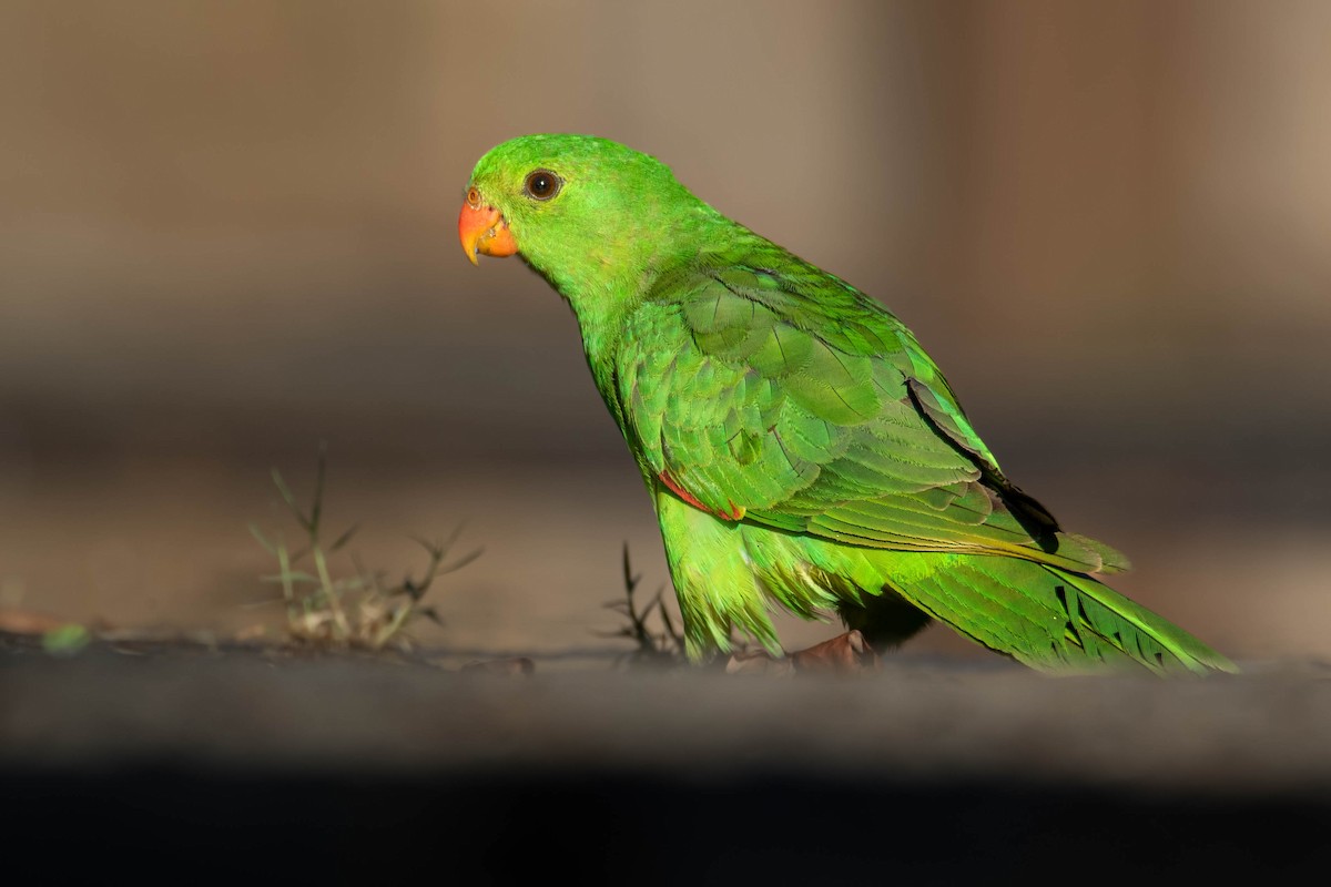 Red-winged Parrot - Felix Watson