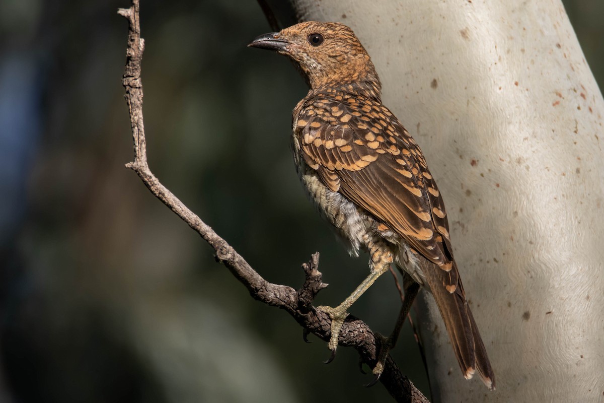 Spotted Bowerbird - Felix Watson