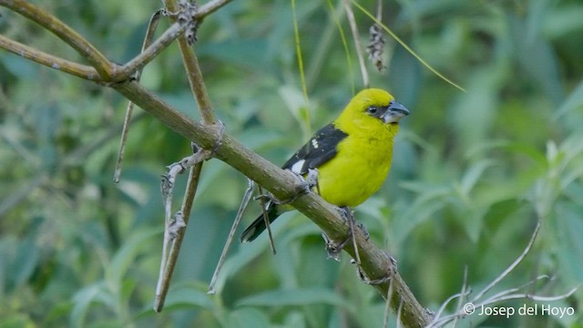 Black-thighed Grosbeak - ML548914171