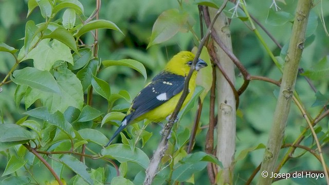 Black-thighed Grosbeak - ML548914181