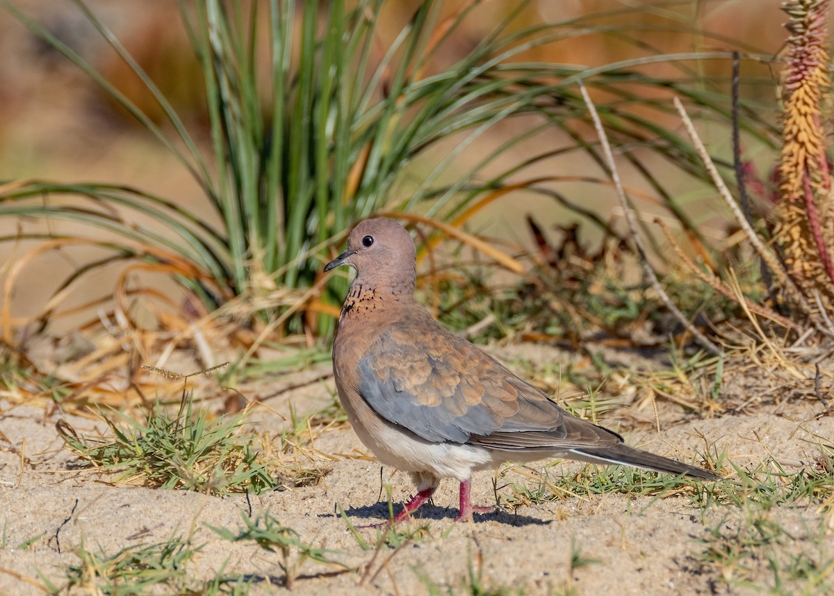 Laughing Dove - Julie Clark