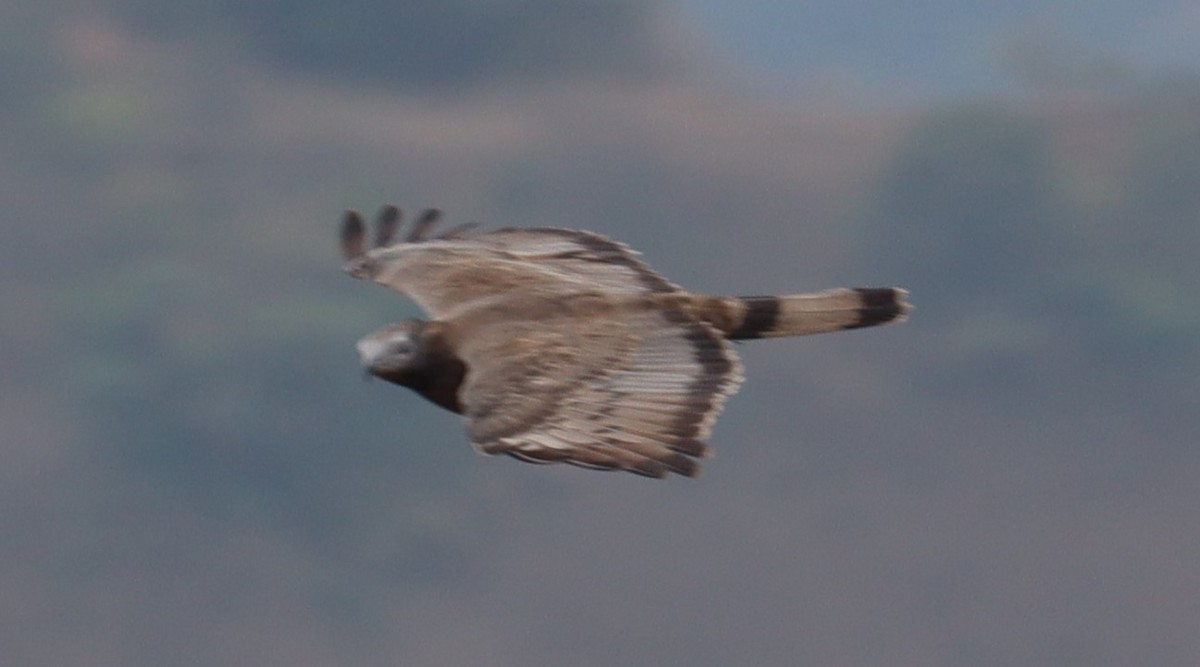 Oriental Honey-buzzard - Abhay K