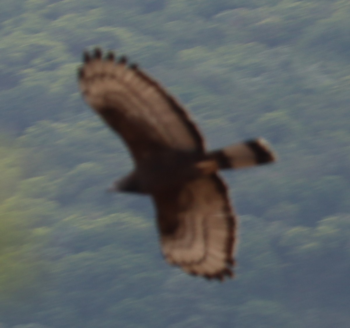 Oriental Honey-buzzard - ML548914831