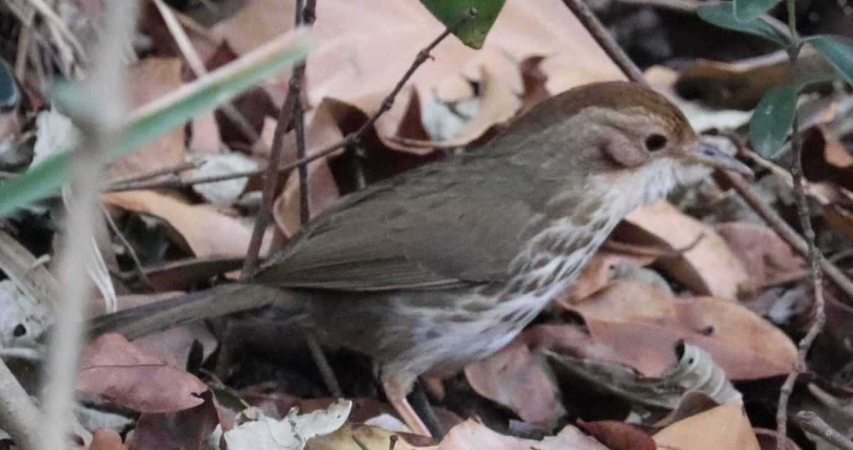 Puff-throated Babbler - ML548914911