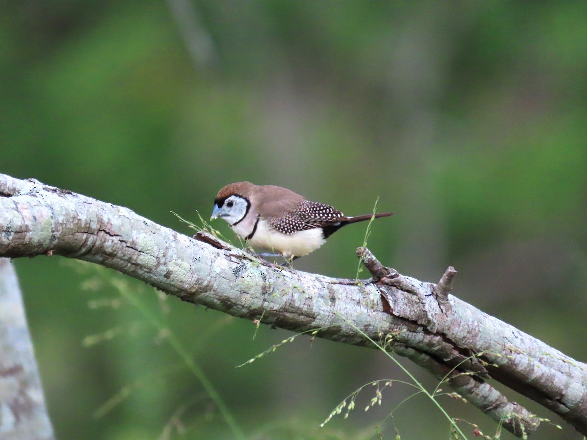 Double-barred Finch - ML548915661