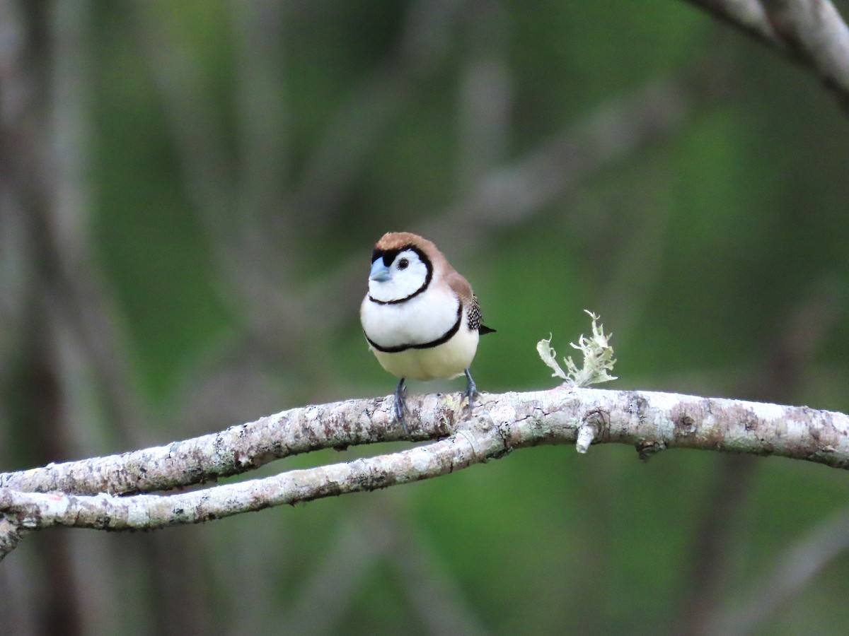 Double-barred Finch - Regan Scheuber