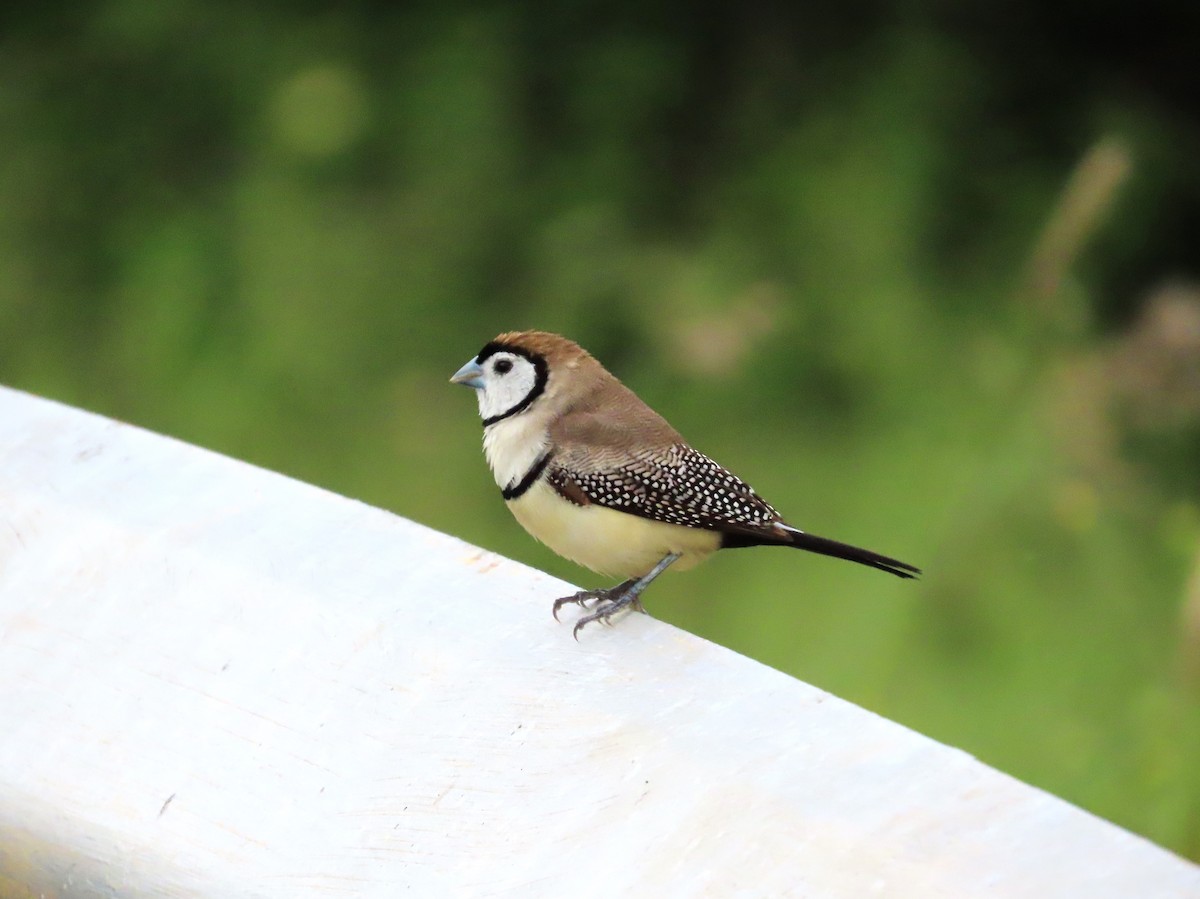 Double-barred Finch - ML548915731