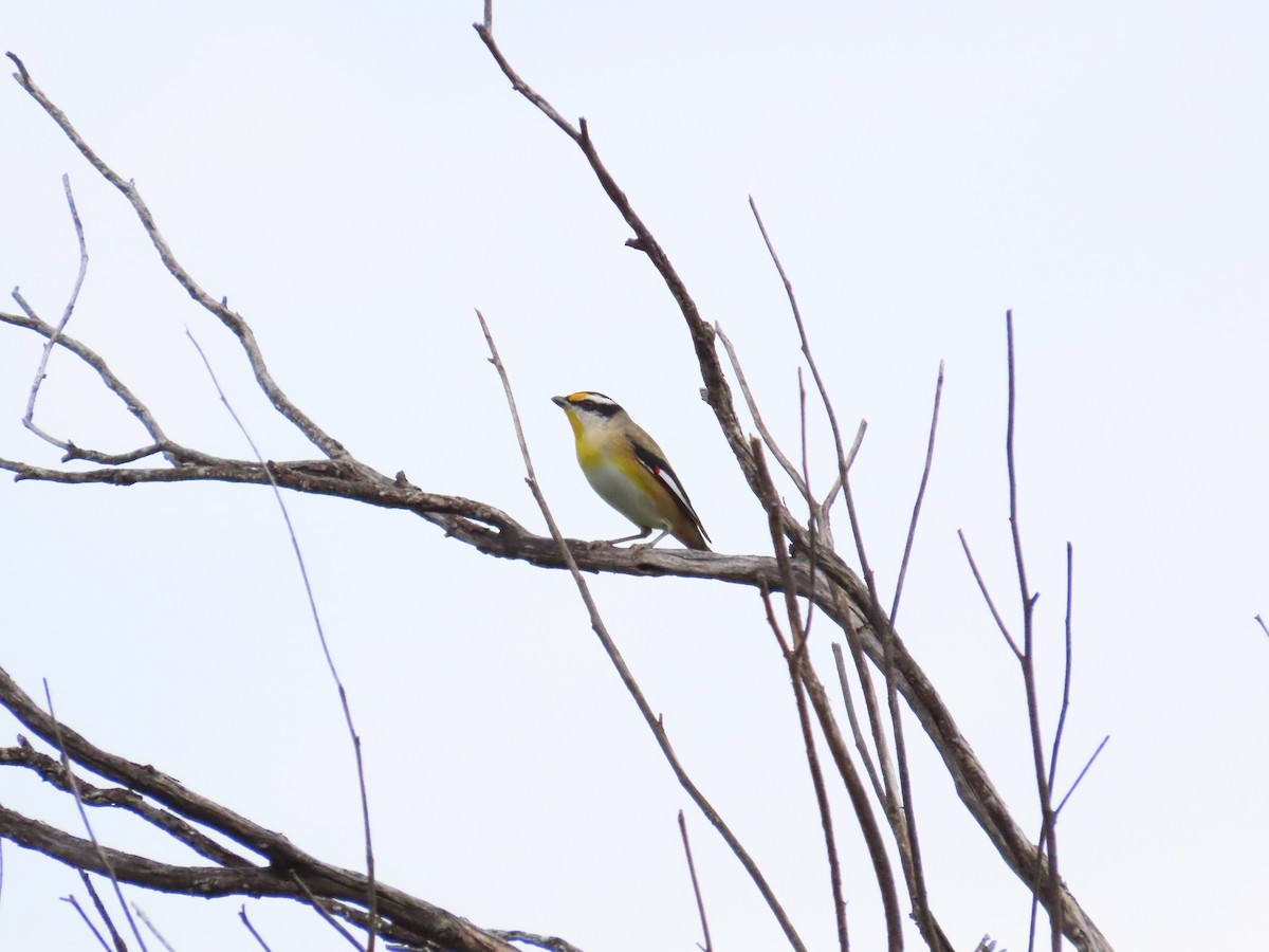 Striated Pardalote - ML548915791