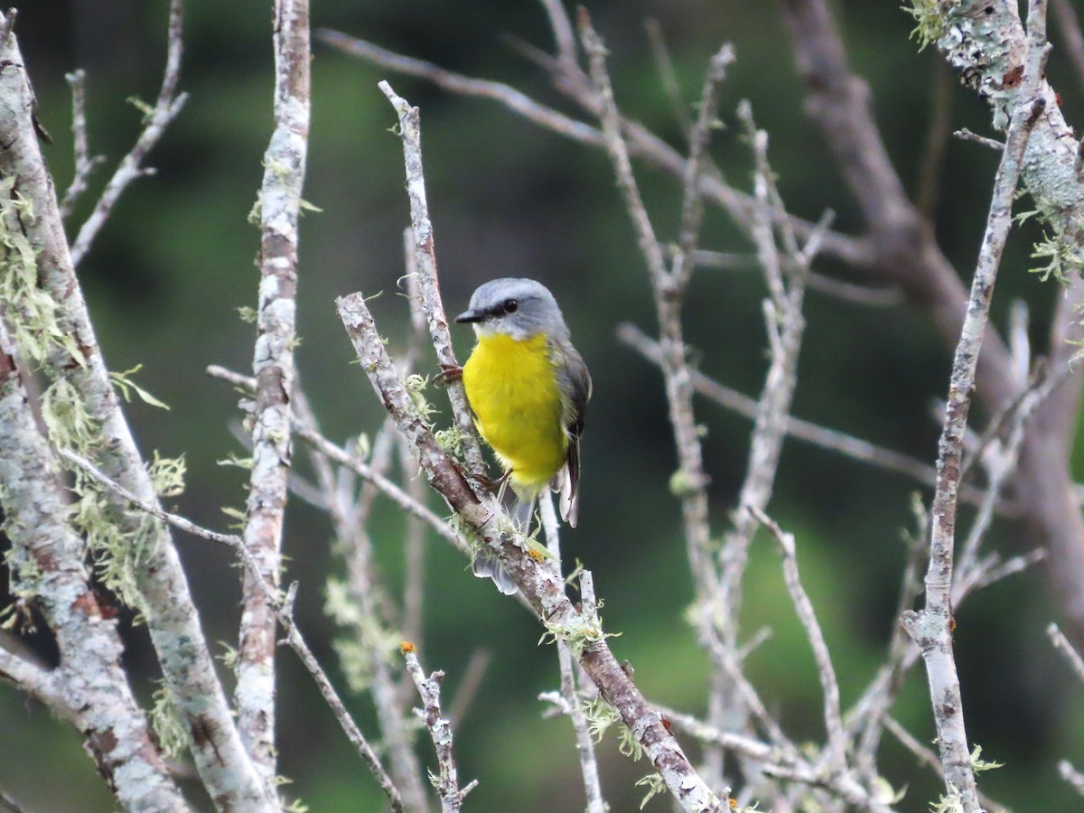 Eastern Yellow Robin - ML548915891