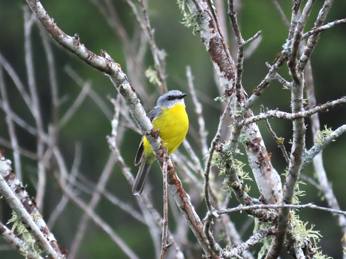 Eastern Yellow Robin - ML548915941