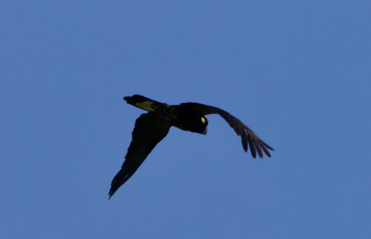 Yellow-tailed Black-Cockatoo - ML548916561
