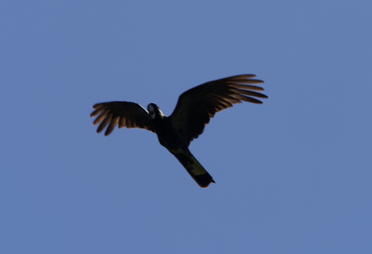 Yellow-tailed Black-Cockatoo - ML548916571
