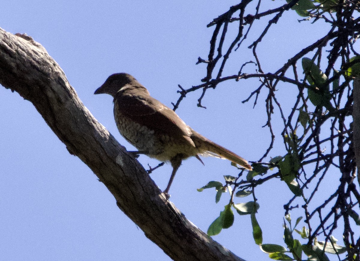 Satin Bowerbird - ML548916631