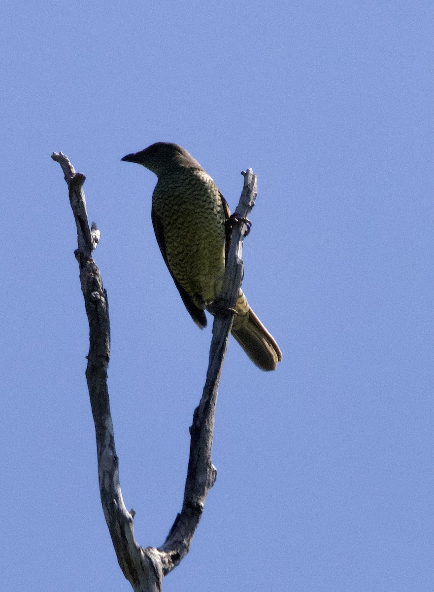 Satin Bowerbird - ML548916641