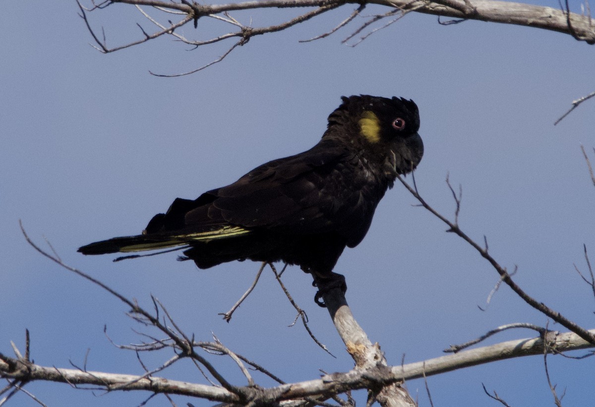 Yellow-tailed Black-Cockatoo - ML548916771